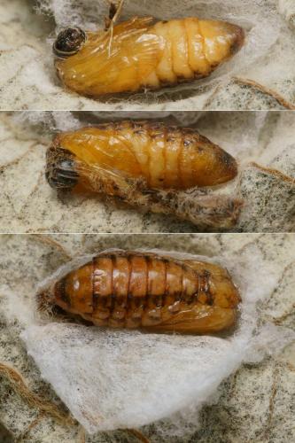 Theresimima ampellophaga